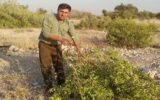رفع تصرف بیش از هزار هکتار اراضی ملی در گچساران