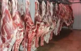 بیش از ۴۶۱ تن گوشت قرمز در گچساران تولید و روانه بازار شد بیش از ۴۶۱ تن گوشت قرمز در گچساران تولید و روانه بازار شد